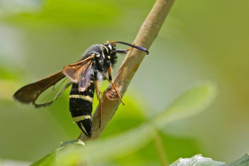 Réf. 204 985 : Paranthrene tabaniformis